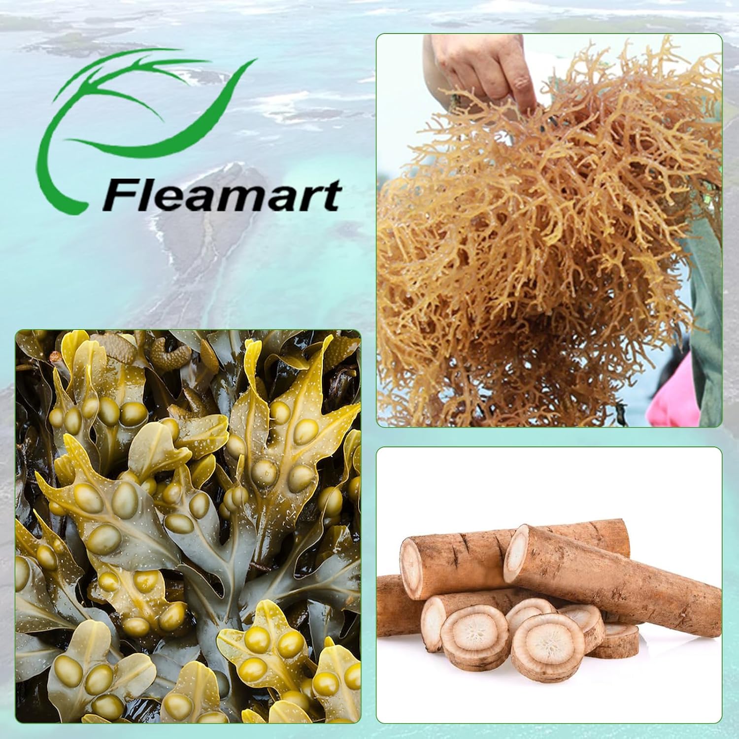 Irish Sea Moss Capsules 120ct - Raw Wildcrafted Sea Moss with Bladderwrack and Burdock Root - görsel 6
