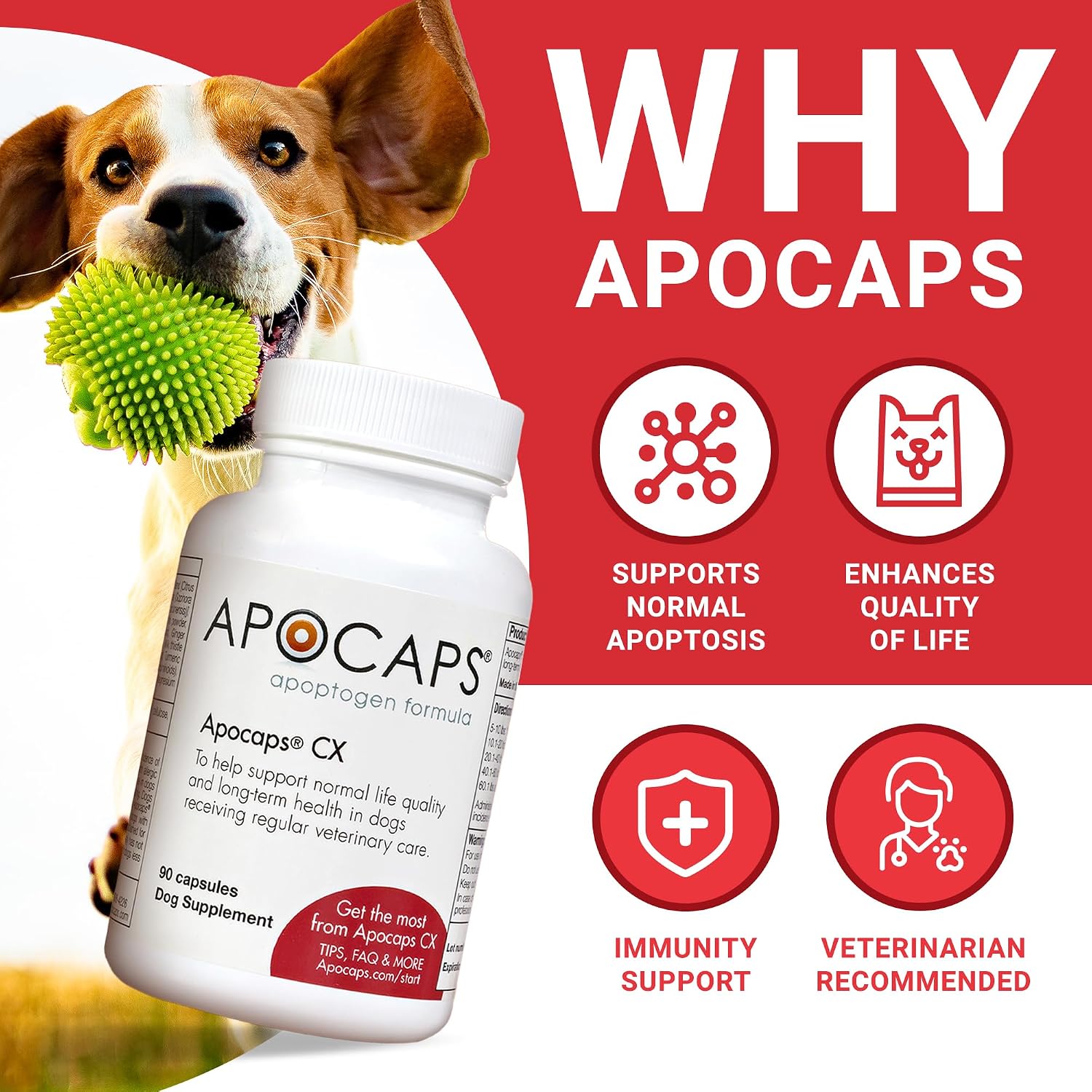 Apocaps CX Vet-Formulated Apoptogen Formula for Dogs - Milk Thistle, Turmeric, Apigenin & Luteolin - Formulated to Help Maintain Normal Cell Renewal, Immune & Liver Health - Senior Dogs - 90 Capsules - görsel 2
