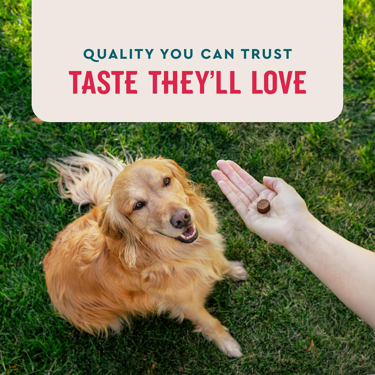 VetIQ 8-in-One Multifunctional Supplement for Dogs – 60 Soft Chews - görsel 5
