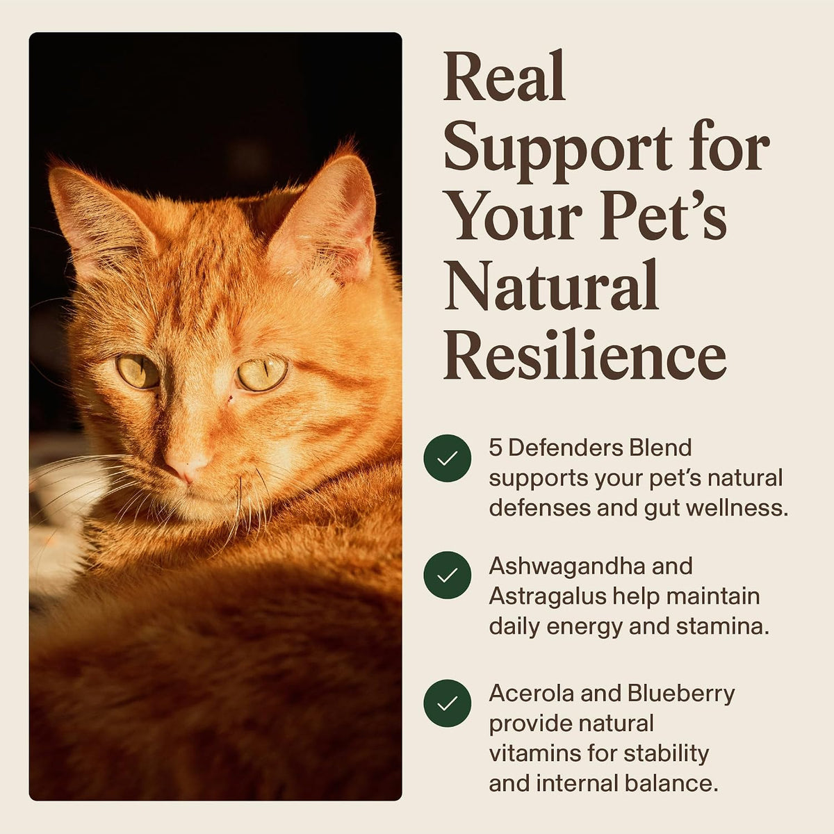 Real Mushroom Immune Pet Chews – Daily Digestive & Immune Support for Dogs and Cats (60 Chews) - görsel 5