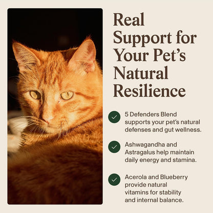 Real Mushroom Immune Pet Chews – Daily Digestive & Immune Support for Dogs and Cats (60 Chews)