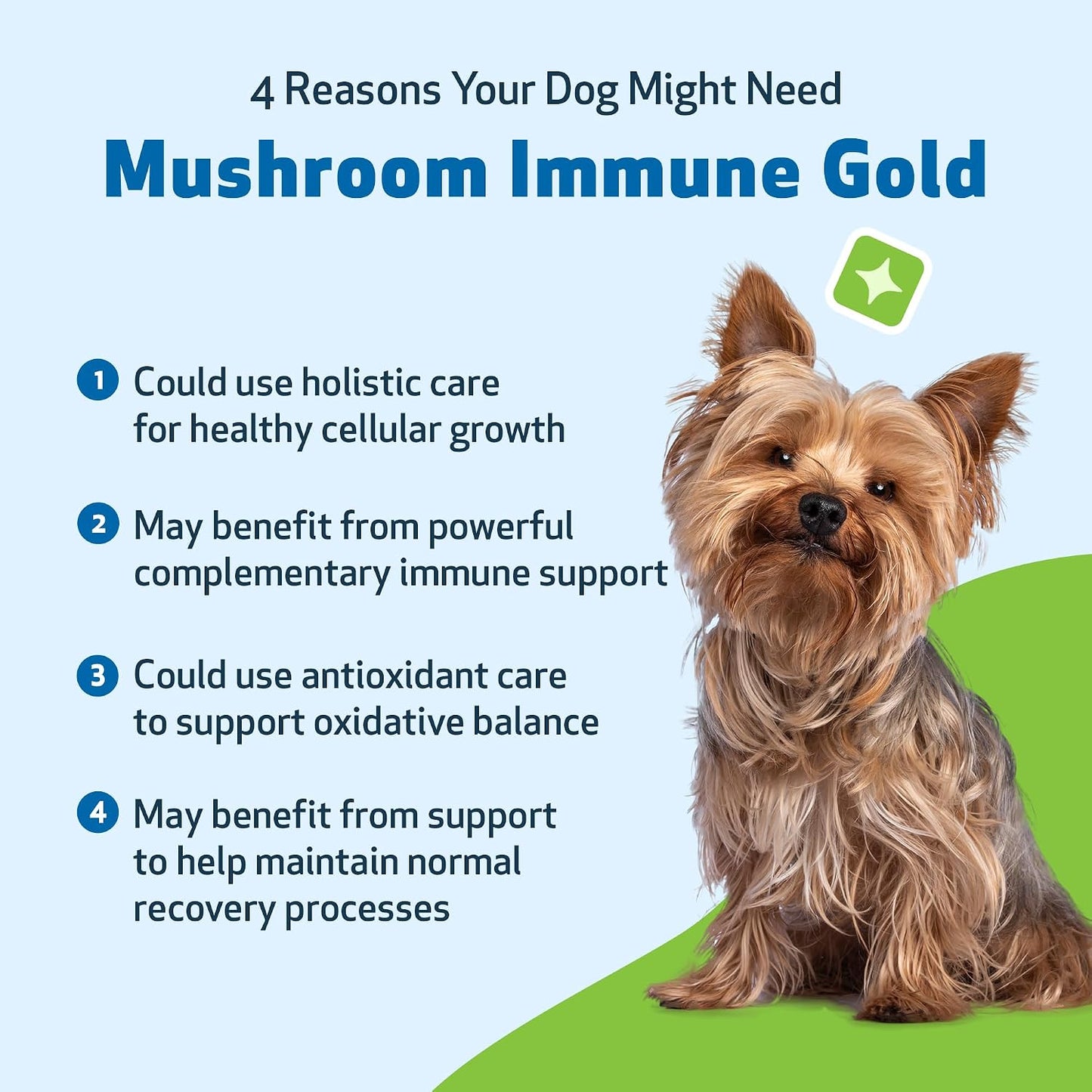 Pet Wellbeing Mushroom Immune Gold for Dogs – Complementary Immune Support with Reishi, Maitake & Turkey Tail – 8 oz Liquid Formulation - görsel 9