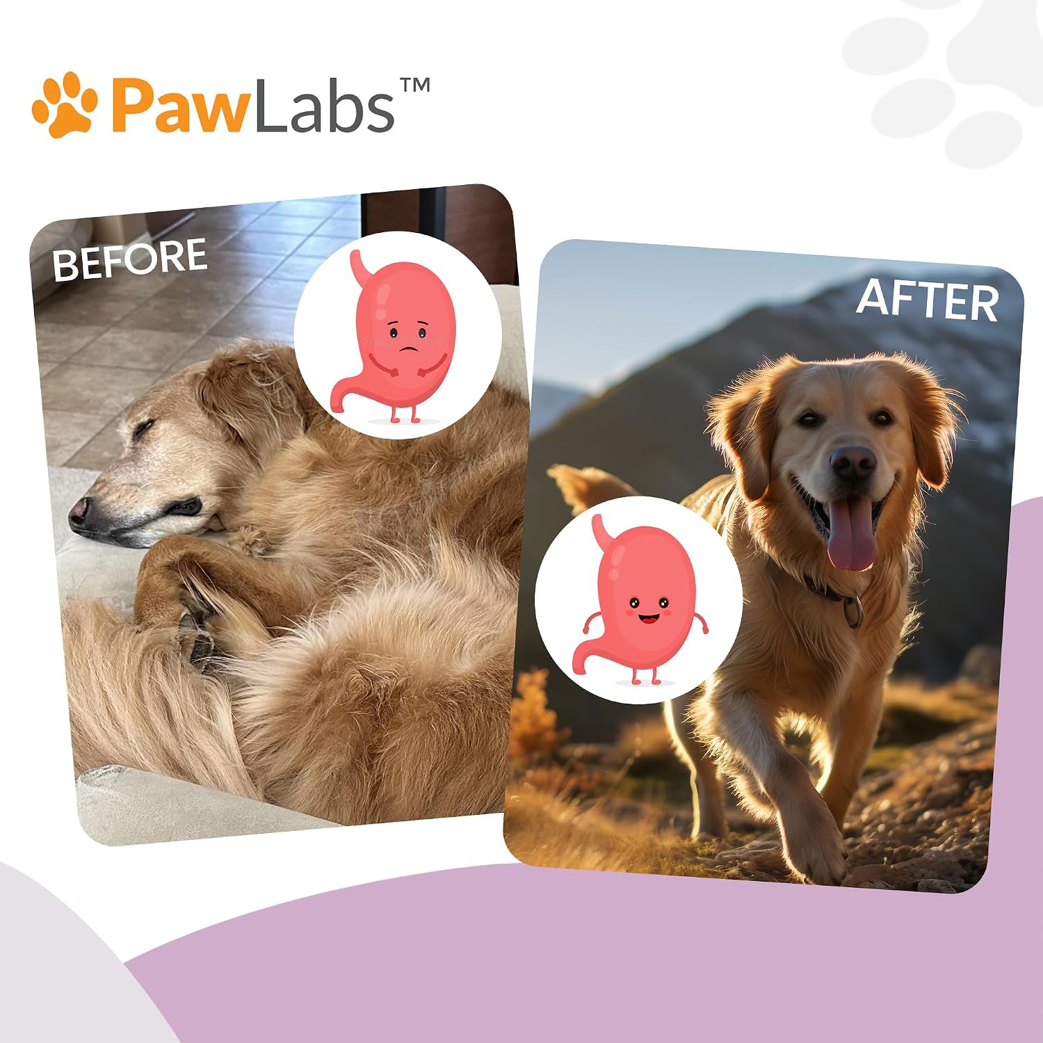 Gut Max Probiotic Chews for Dogs - Duck Flavour (90 Soft Chews) - görsel 7