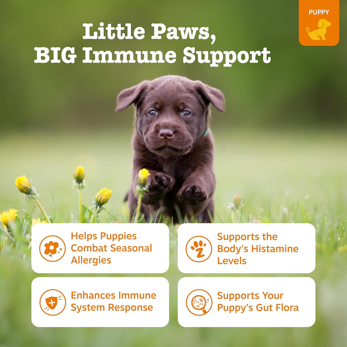 Zesty Paws Puppy Allergy Immune Bites – Dog Allergy Chews with Probiotics for Itchy Skin and Ears, Lamb, 90 Count - görsel 2