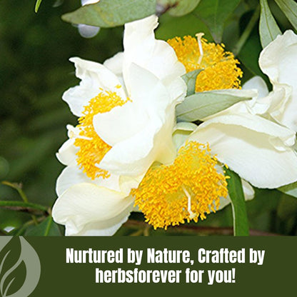 HerbsForever Nagkesar (Mesua Ferrea) Flower Pod Powder – 454 g (1 lb)