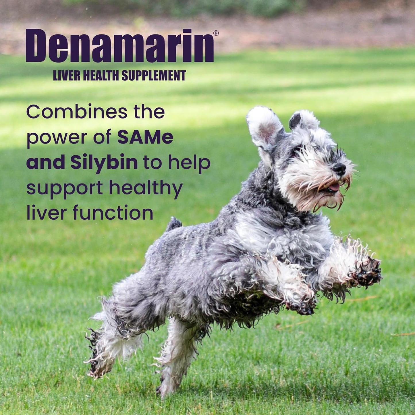 Nutramax Denamarin for Medium Dogs - Liver Support Supplement with SAMe and Silybin, 30 Coated Tablets - görsel 2