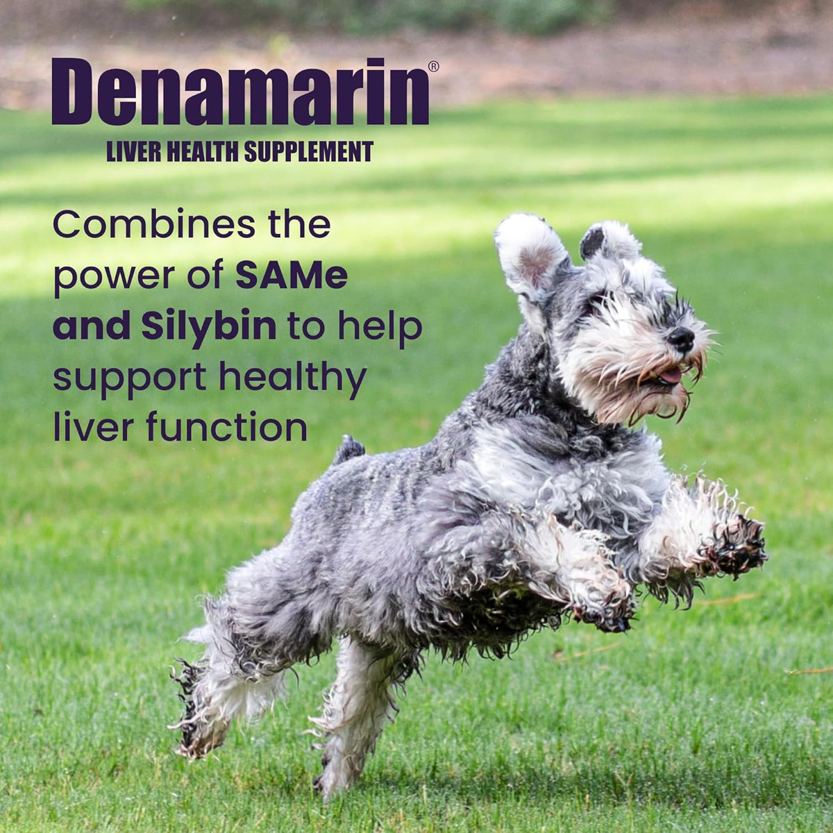 Nutramax Denamarin for Medium Dogs - Liver Support Supplement with SAMe and Silybin, 30 Coated Tablets - görsel 2
