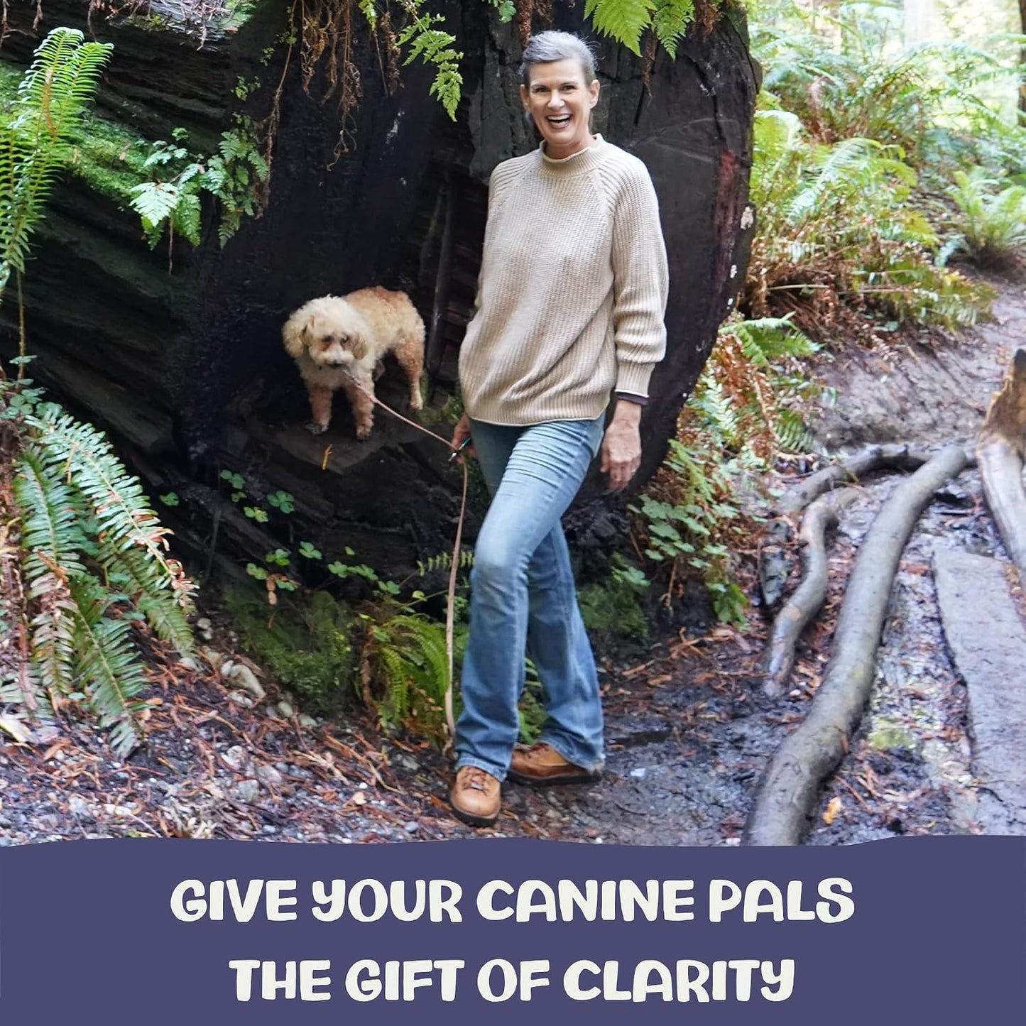 Clarity - Cognitive Support Mushroom Supplement for Dogs - Brain Health, Memory and Focus Support with Adaptogens for Ageing Dogs - görsel 3