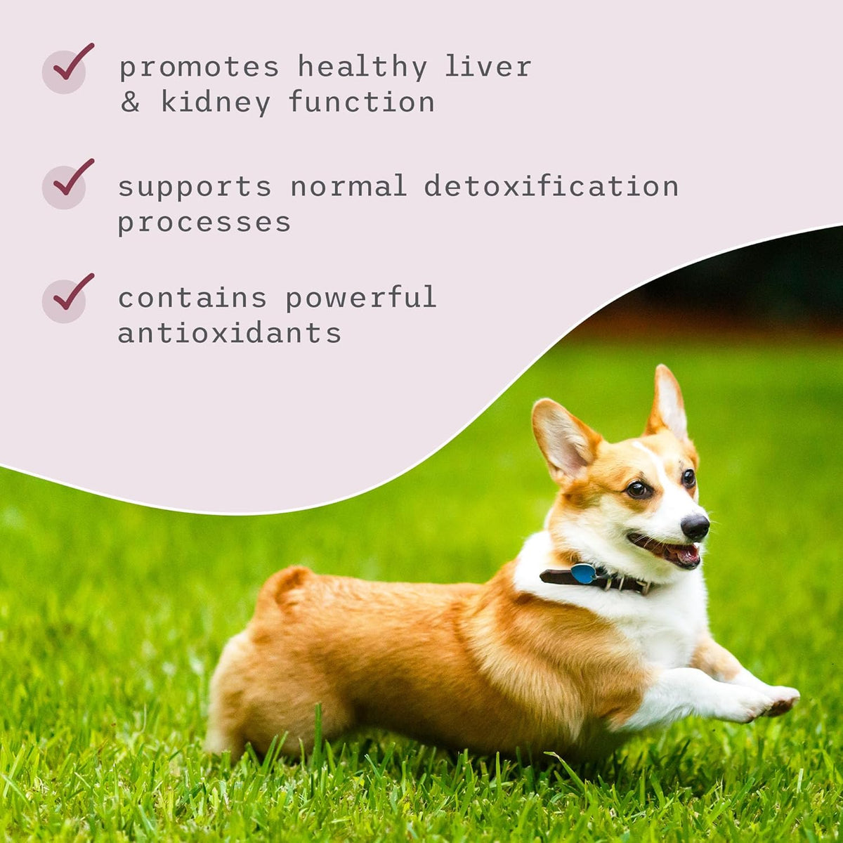 Bark & Whiskers Detox Support - Helps Support Healthy Liver & Kidney Function - Herbal Blend with Organic Milk Thistle & Green Tea - 51 g - görsel 5
