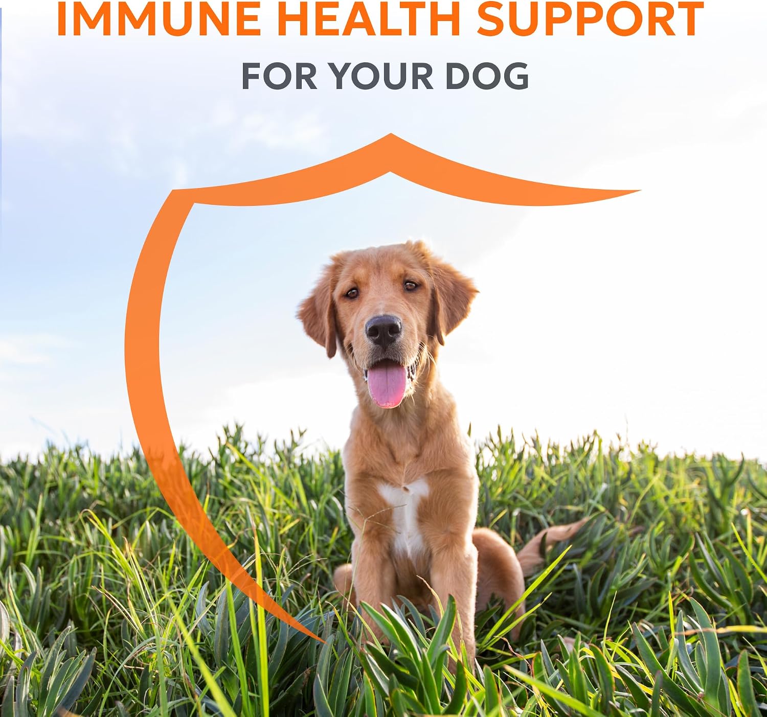 Nutramax Laboratories Imuquin Immune Health Supplement Powder for Dogs, 30 Sachets - görsel 2