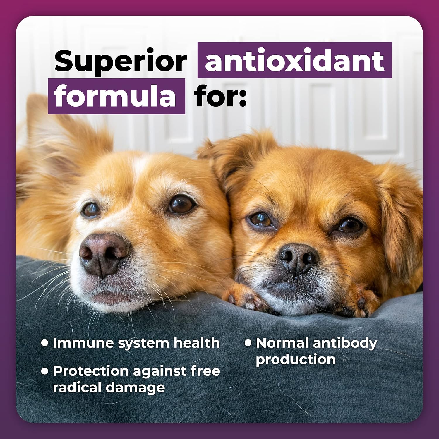 VetriScience Immunity Health Immune Plus Supplement for Small Dogs – Easy-to-Open Capsules with Antioxidants, CoQ10 and Vitamins (60 Capsules) - görsel 3