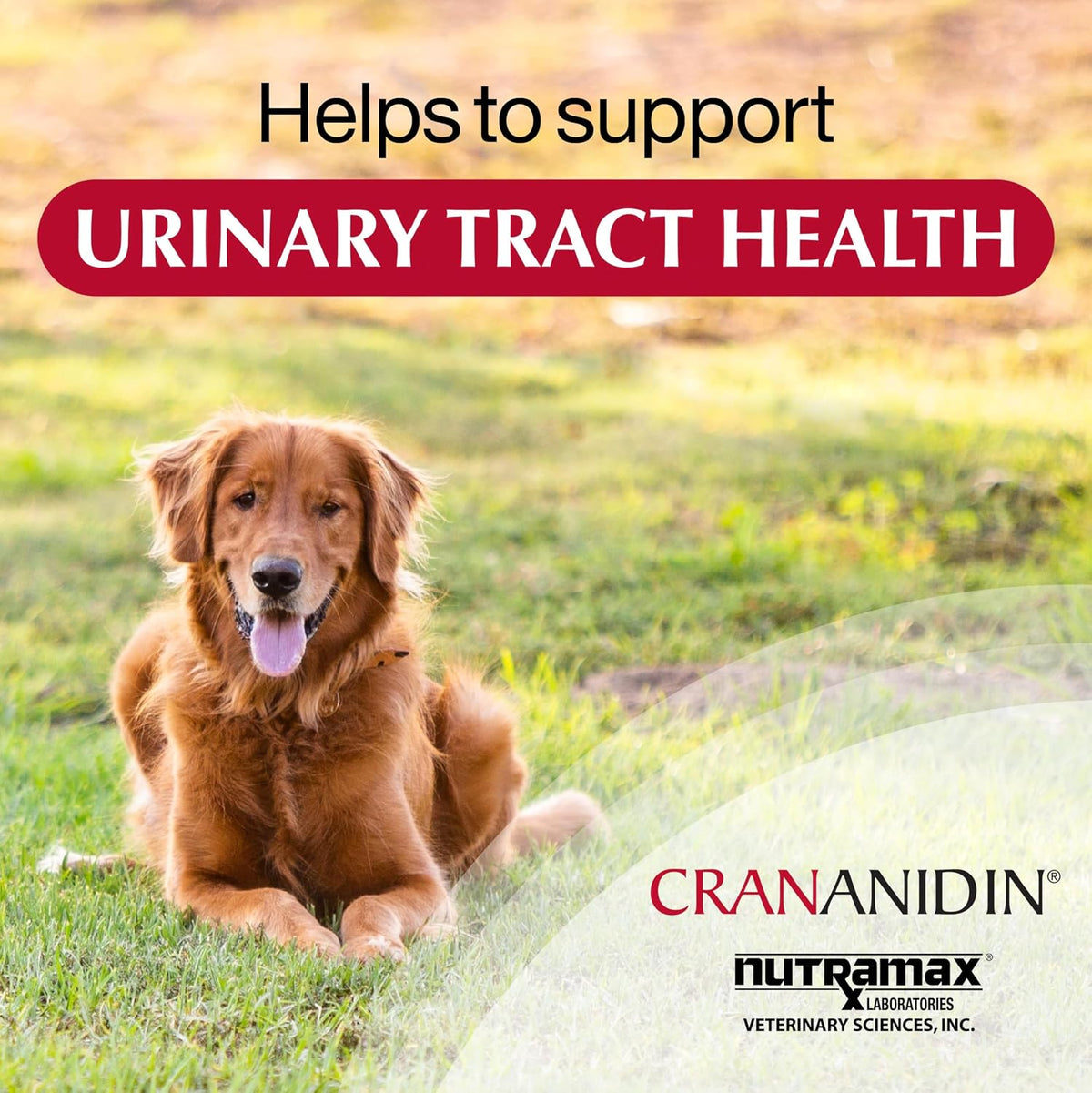 Nutramax Crananidin for Dogs, Urinary Tract Health and Bladder Support, Cranberry Supplement, Chewable Tablets, 75 Count - görsel 8
