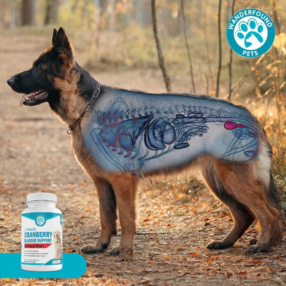 Wanderfound Pets Ultimate Cranberry Bladder UTI Support Supplement for Dogs - Bacon & Liver Flavour - 90 Chewable Tablets
