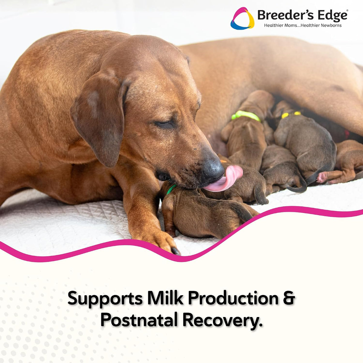 Breeder’s Edge Oral Cal Plus Powder, Calcium & Vitamin D₃ Whelping Supplement for Nursing Dogs and Cats, Supports Healthy Bones, Teeth & Lactation, 300g - görsel 2