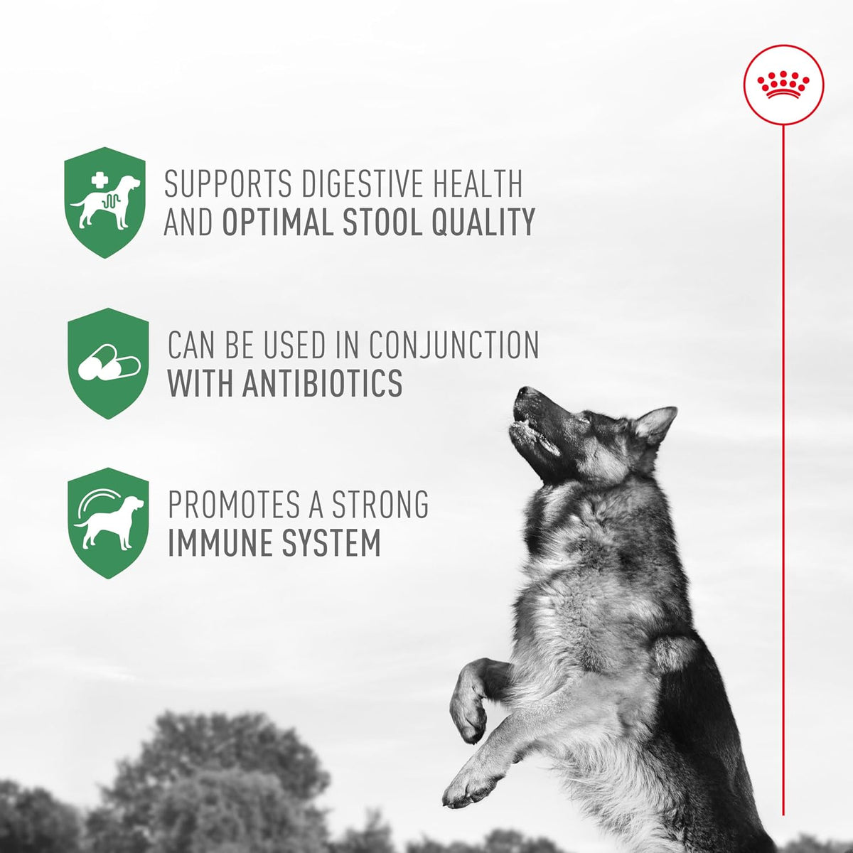 Royal Canin Probiotics for Dogs Digestive and Immune Health Powder Supplement for Dogs of All Ages, 7 Count - görsel 5