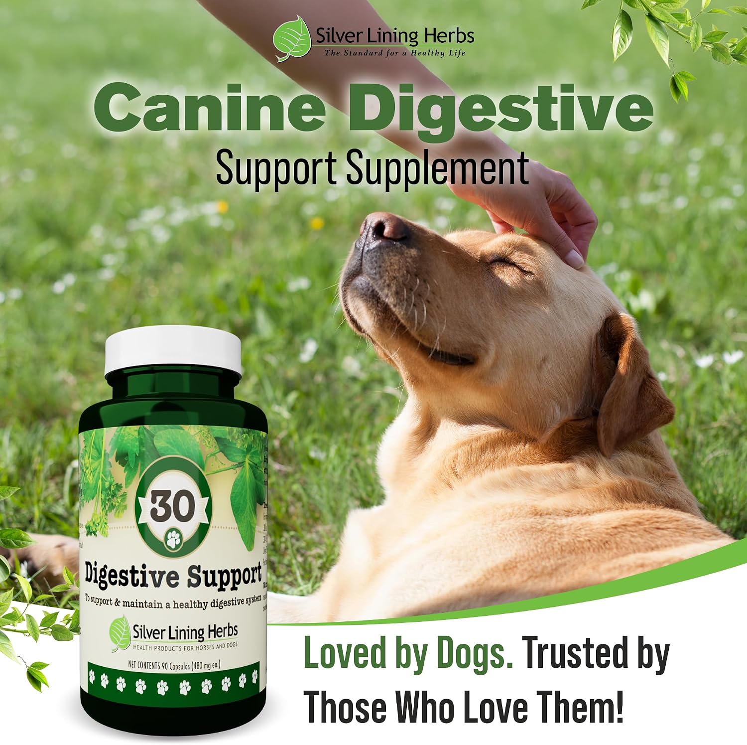 Silver Lining Herbs Dog Digestive Support – Natural Herbal Blend for Healthy Digestion & Gut Function – 90 Capsules - görsel 6