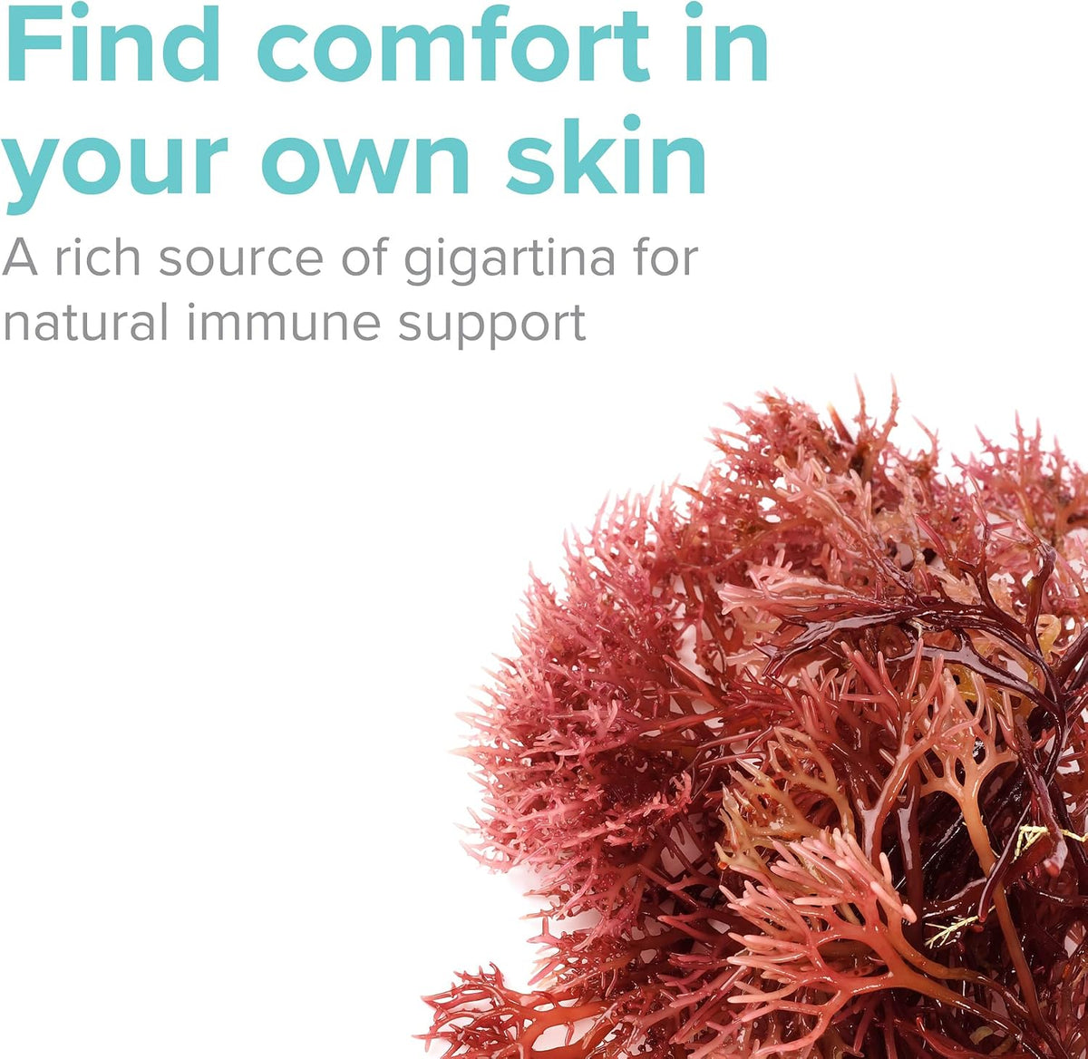 Vibrant Health Gigartina Red Marine Algae – Plant-Based Immune Support - görsel 3