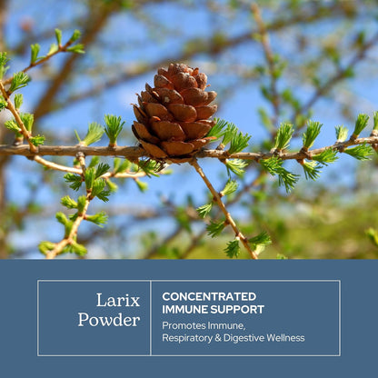 Eclectic Herb Organic Larix Powder – Immune and Gut Health Support (85 g)