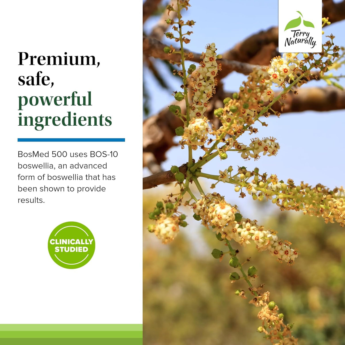 Terry Naturally BosMed 500 Extra Strength - Boswellia Serrata Extract Supplement - Herbal Support for Healthy Lungs - 60 Softgels (Pack of 2) - görsel 5