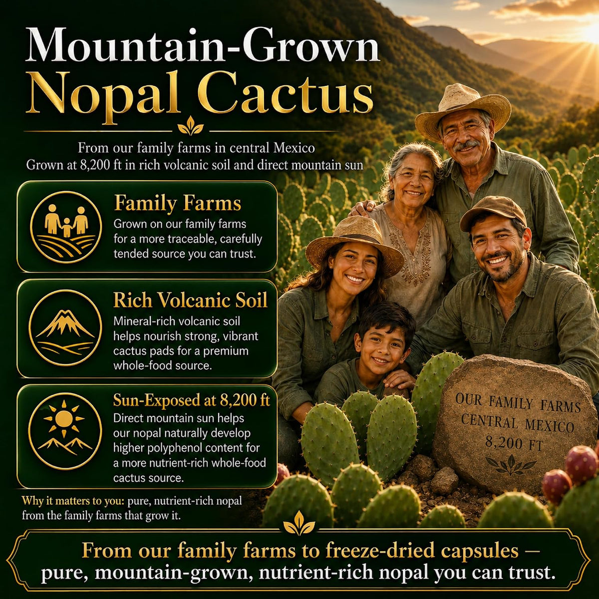 Premium Freeze-Dried Nopal Cactus Capsules – 500 mg, 120 Vegan Capsules - görsel 7