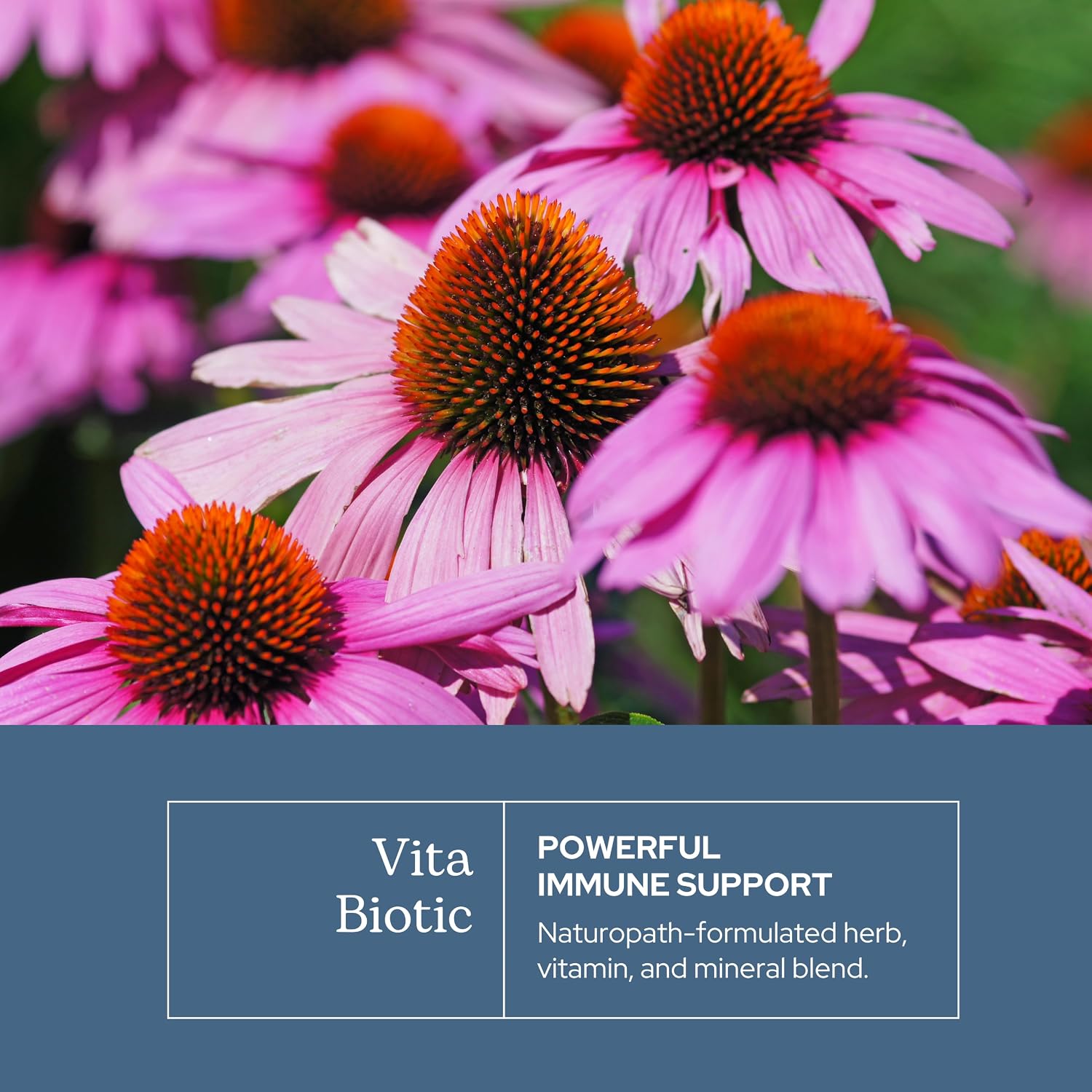 Eclectic Herb Organic Vitabiotic Capsules - Immune Support Herbal Multivitamin - 750 mg, 150 Capsules - görsel 3