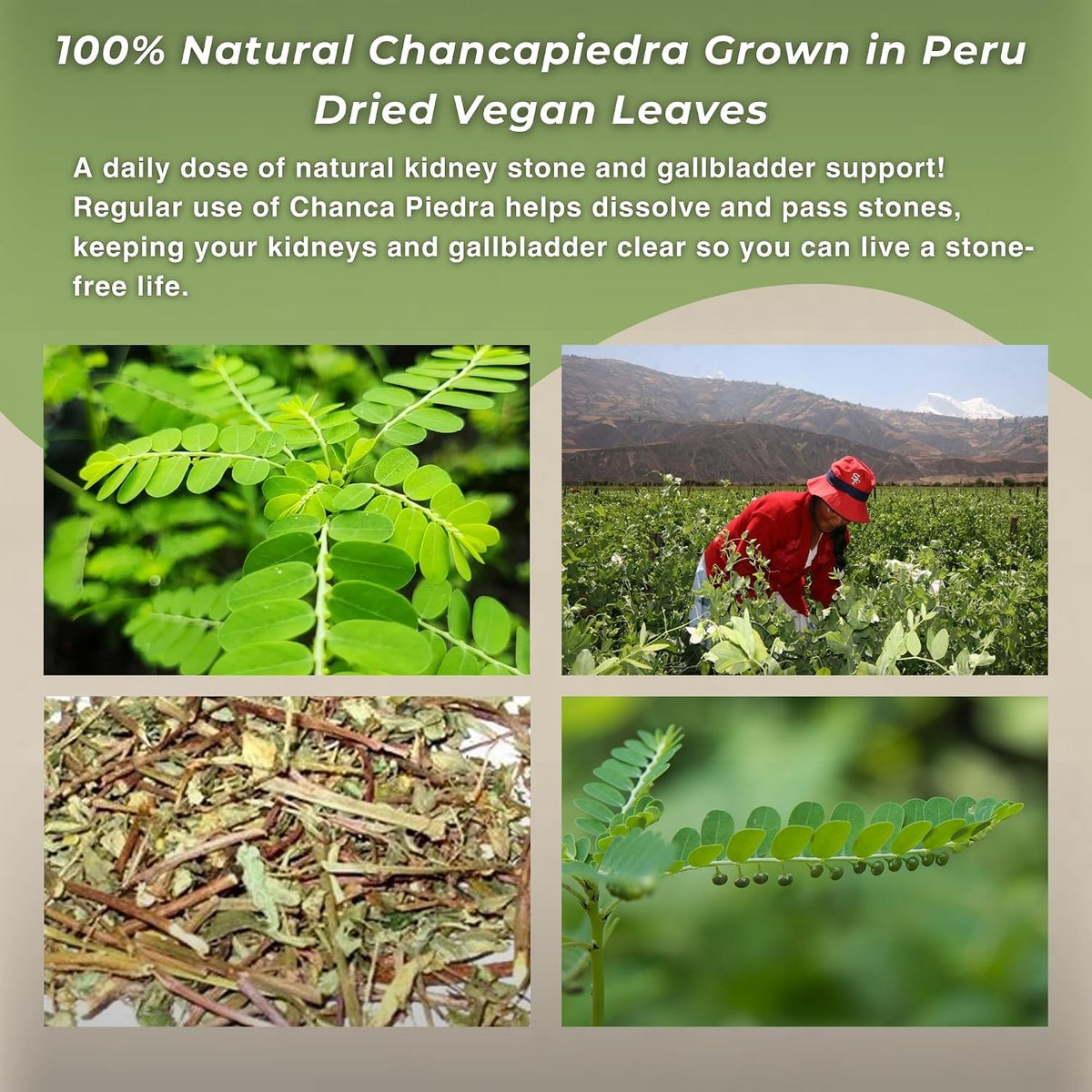 Hanan Chanca Piedra Loose-leaf Tea – Stonebreaker Herbal Tea, 1.4 oz (40g) - görsel 6