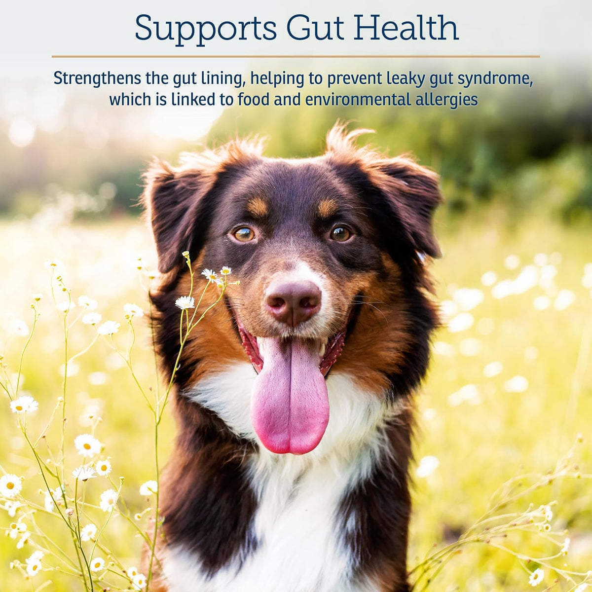 Rx Vitamins Colostrum for Dogs & Cats - Whole Bovine Colostrum Powder - Immune & Digestive Health - 100 g - görsel 5