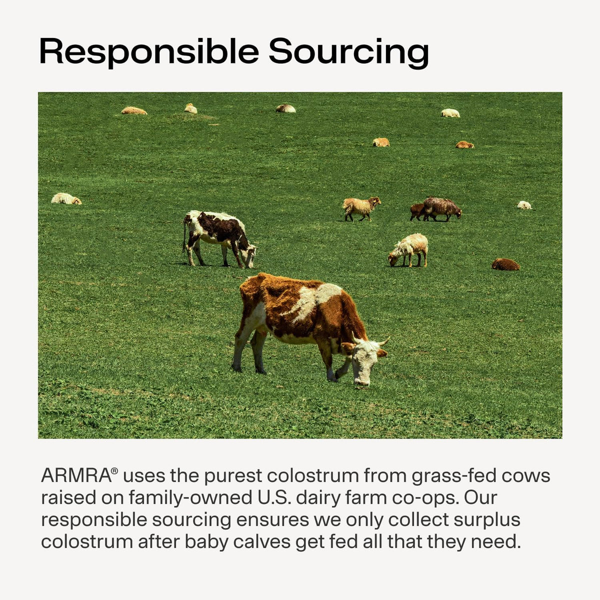 ARMRA Colostrum Powder | Blood Orange | Gut Health & Bloating | Skin & Hair | Immunity | Keto, Gluten-free and Fat-Free | 90 Servings - görsel 7