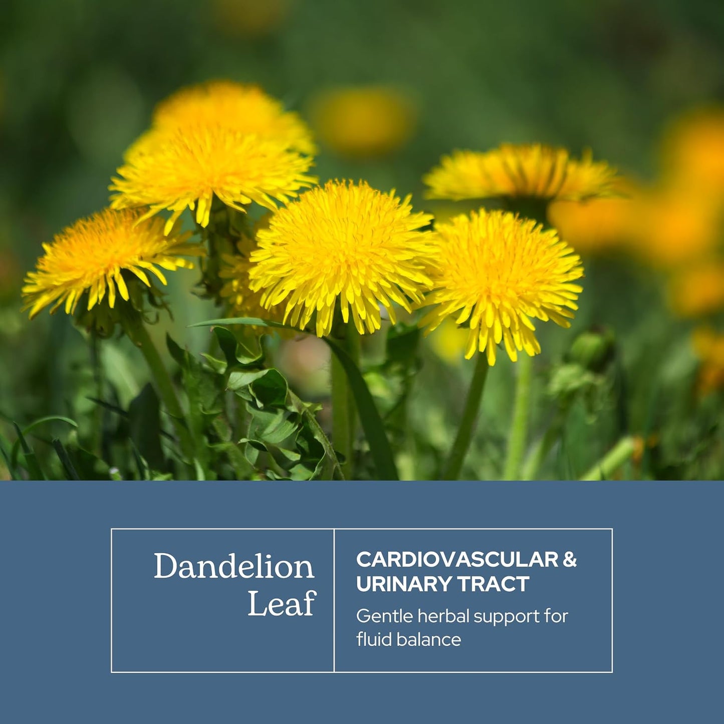 Eclectic Herb Organic Freeze-Dried Dandelion Leaf Capsules - görsel 3