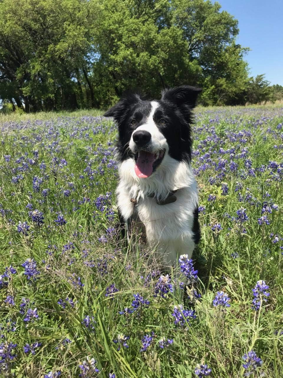 Life Balance Dog Tabs - görsel 2