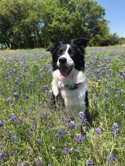 Life Balance Dog Tabs
