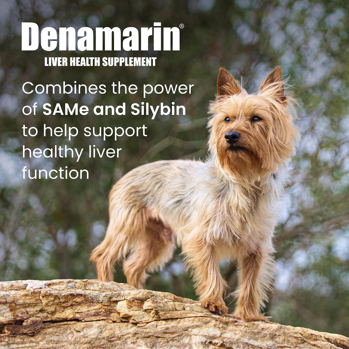 Nutramax Denamarin for Small Dogs and Cats, Liver Health Supplement with S-adenosylmethionine (SAMe) plus Silybin, Coated Tablets, 30 Tablets - görsel 2
