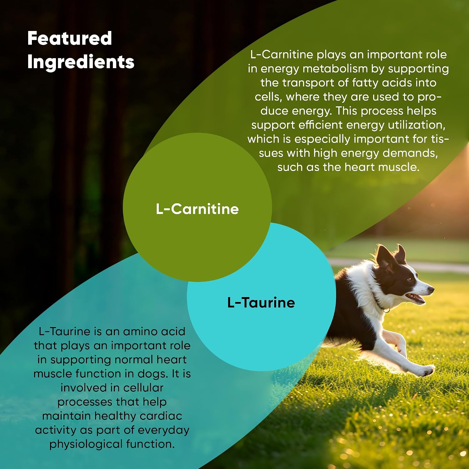 Rooted Owl® Cardio Support for Dogs – L-Carnitine & Taurine – 60 Vegan Caps - görsel 4