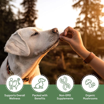 Aloha Medicinals K9 Immunity Plus - Immune Support Soft Chews for Dogs Over 70 Pounds (90 Count)