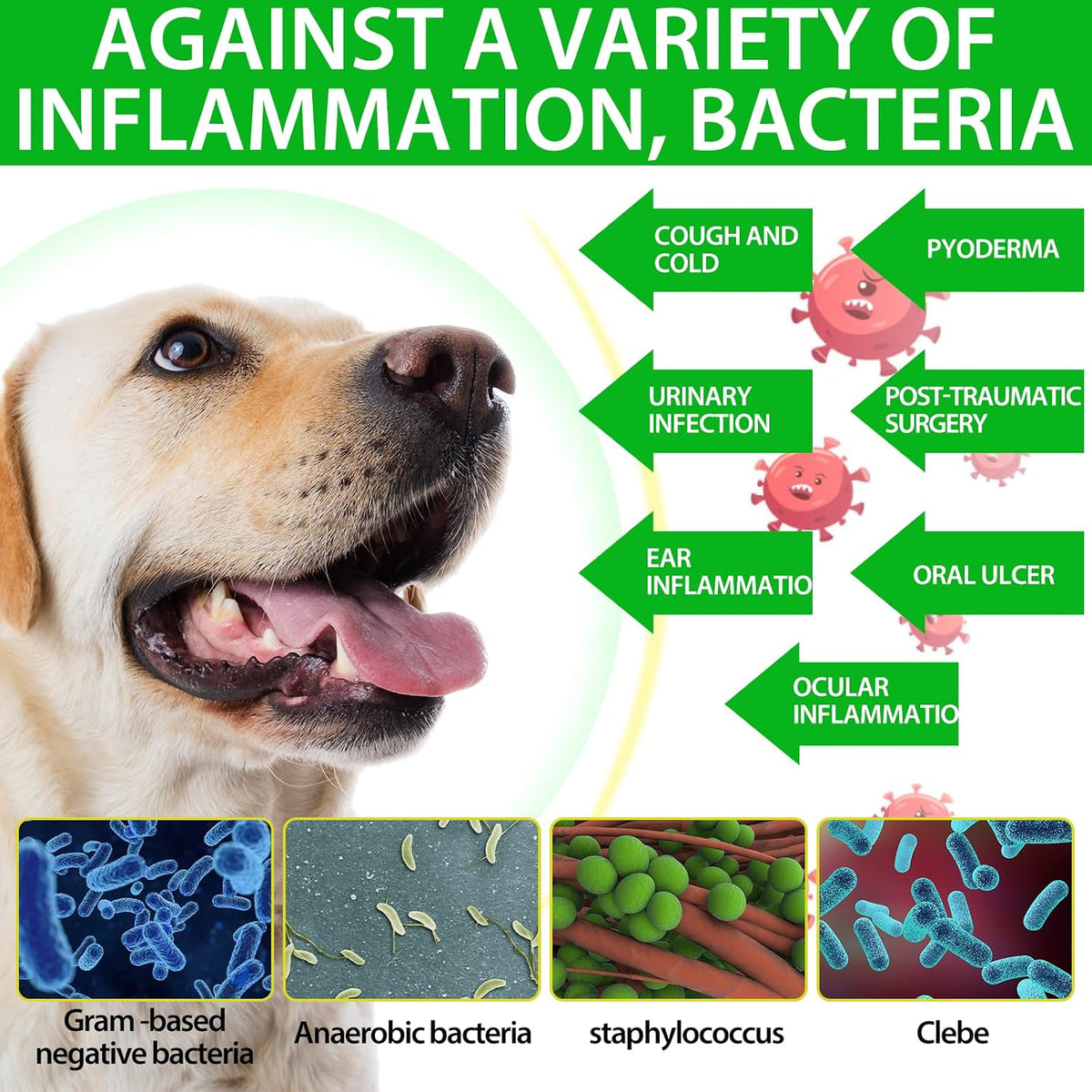 Dog Antibiotics - Natural Antibiotics for Dogs - Dog Multivitamin Herbal Supplements (60ml) - görsel 7