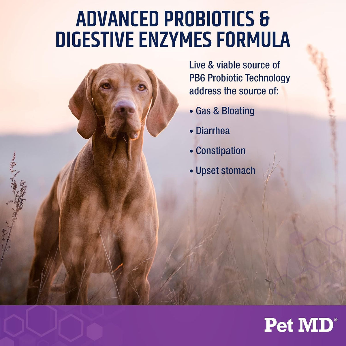 Pet MD Probiotics & Enzymes for Dogs - Gut Health Chews with Prebiotics - 60 Chews - görsel 2