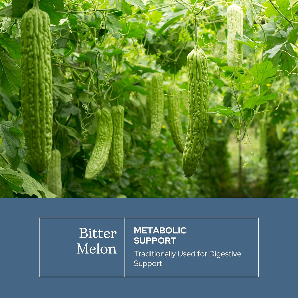 Eclectic Herb Bitter Melon Capsules - Digestion & Immune Support - 200 mg, 90 Capsules - görsel 3