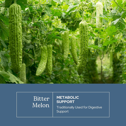Eclectic Herb Bitter Melon Capsules - Digestion & Immune Support - 200 mg, 90 Capsules