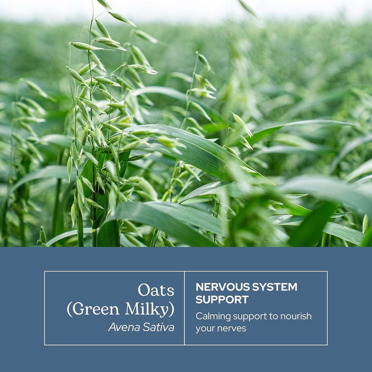 Organic Oats Capsules | Milky Green Oats Avena Sativa for Nervous System Support - görsel 3