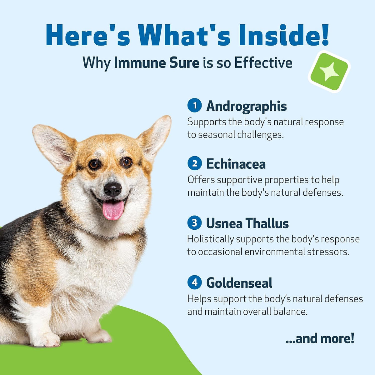 Pet Wellbeing Immune Sure for Dogs – Herbal Immune Support Supplement (118 ml) - görsel 8