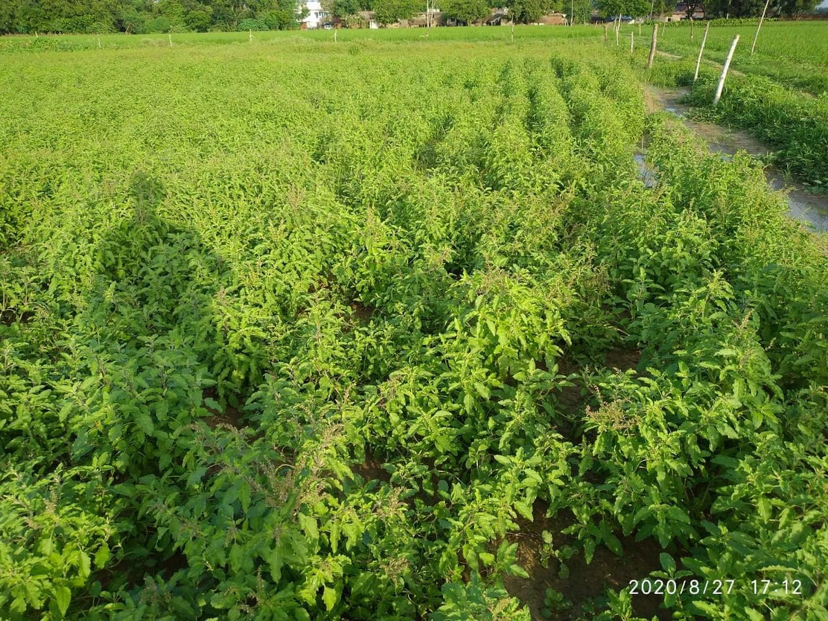 CARMEL ORGANICS Tulsi Leaves Powder - Holy Basil Leaf Powder, 227g - görsel 5