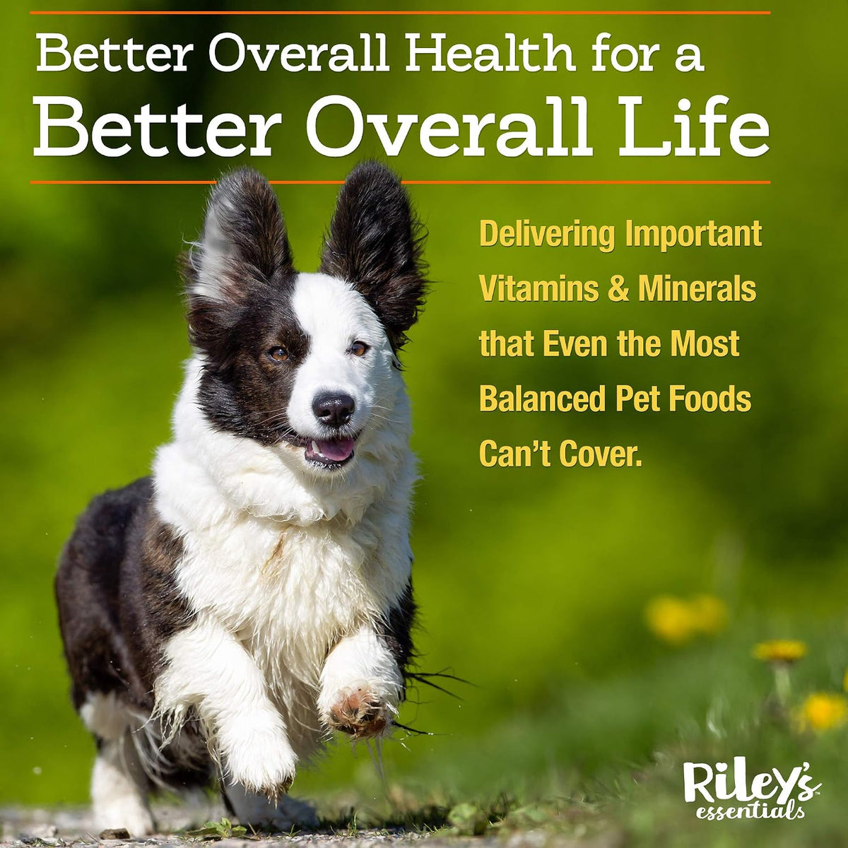 Riley's Multi-Essentials Multivitamin for Dogs - Vitamins, Minerals, Spirulina, Kelp, and Milk Thistle - Puppy and Senior Dog Vitamins - 227g Powder - görsel 3