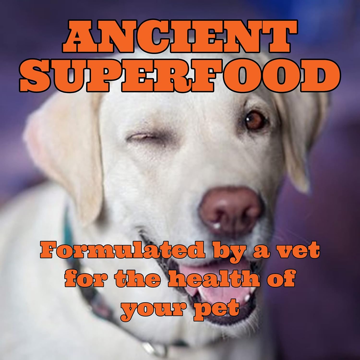 Turmeric Golden Paste for Pets 200g - görsel 3