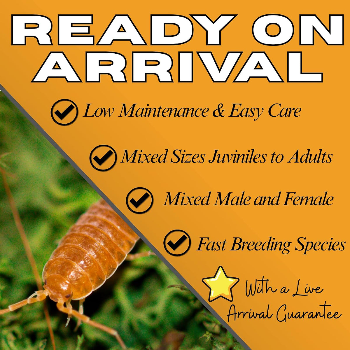 Bioactive Combo | 25 Powder Orange Isopods | 8 oz Coco Temperate Springtails | Live Delivery Guaranteed - görsel 5
