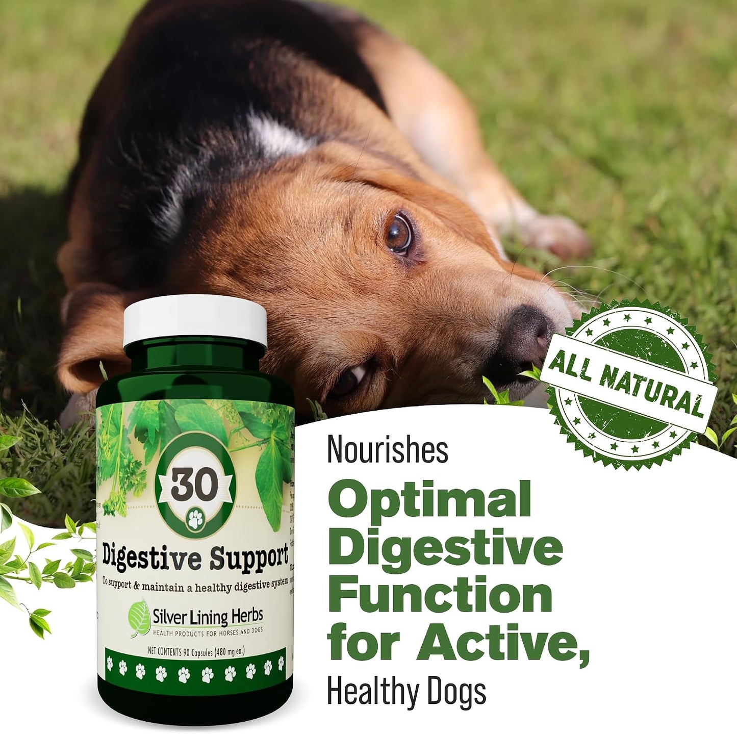 Silver Lining Herbs Dog Digestive Support – Natural Herbal Blend for Healthy Digestion & Gut Function – 90 Capsules - görsel 8