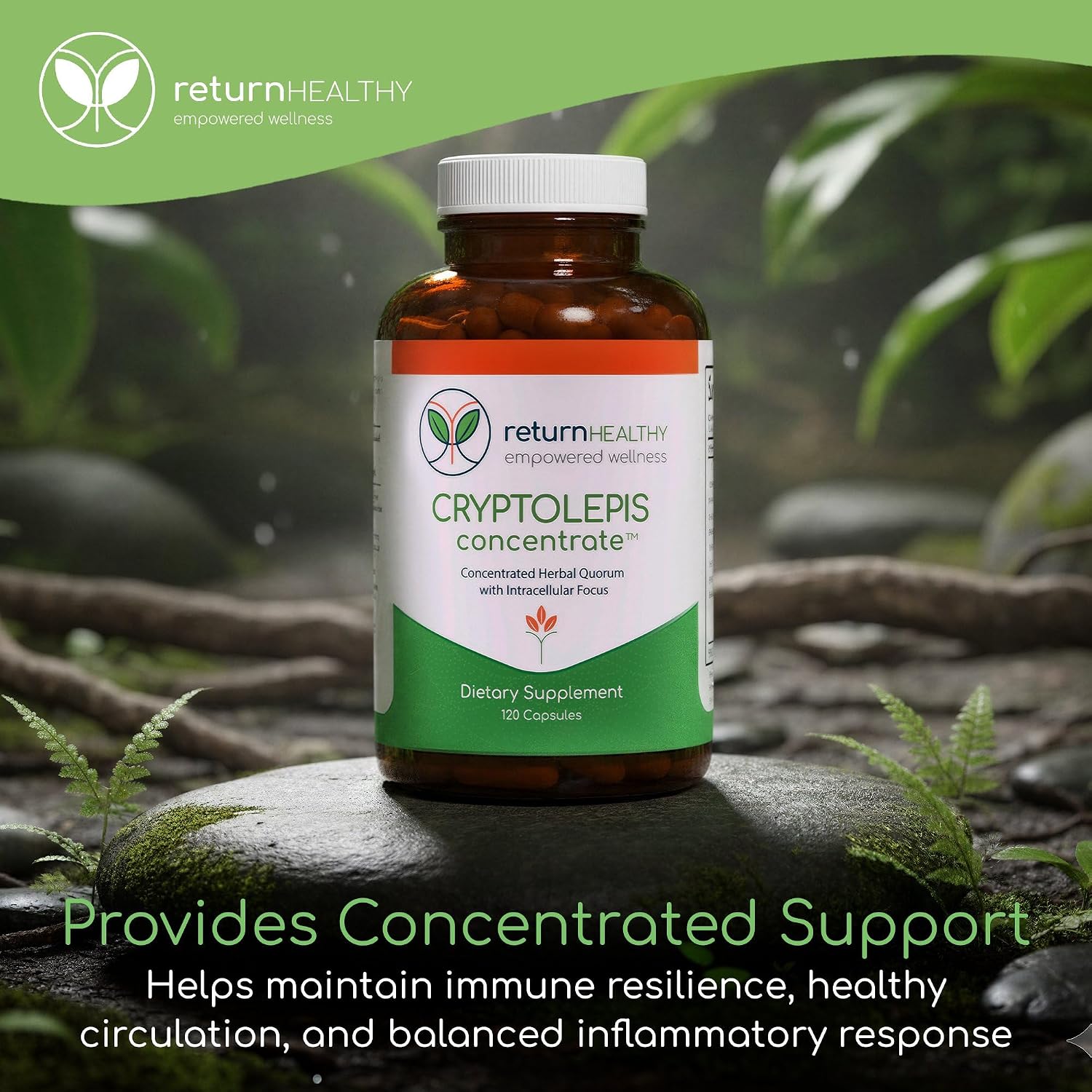 Cryptolepis Concentrate - Immune Support with Cryptolepis Sanguinolenta, 120 Capsules - görsel 6