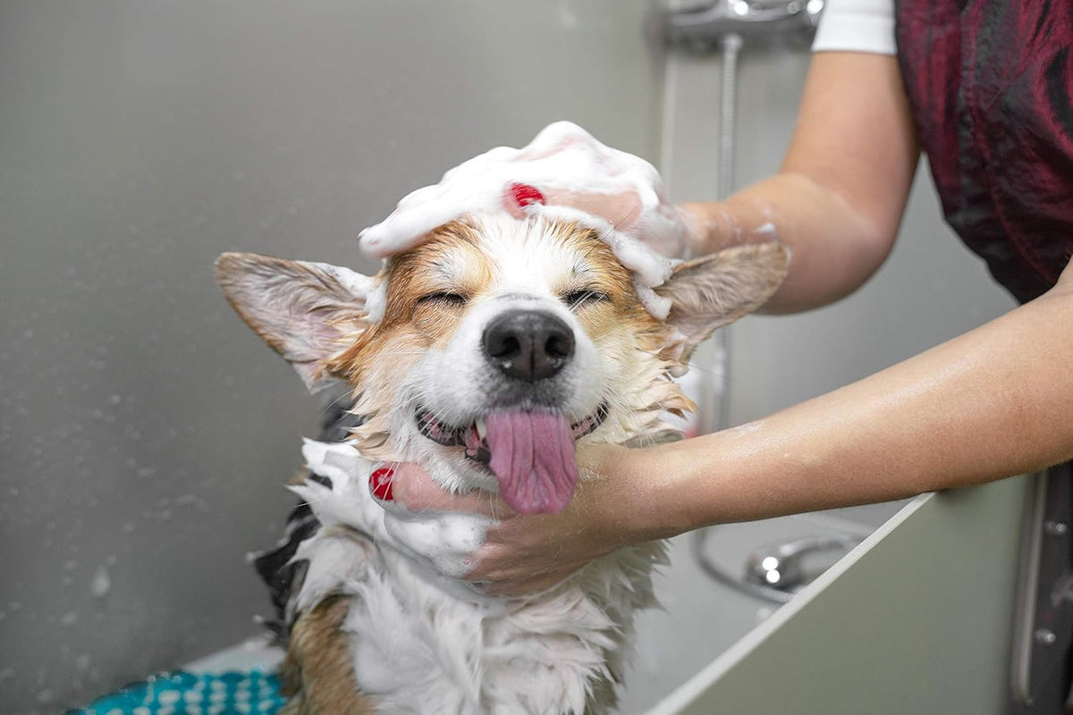 GROOMER ESSENTIALS Senior Support - Medium - görsel 2