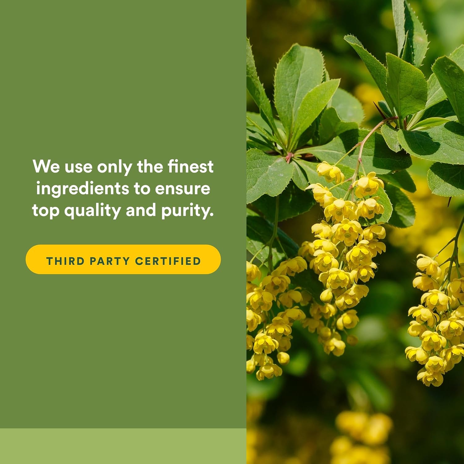 Natural Factors Berberine LipoMicel Matrix - 90 Liquid Soft gel capsules - görsel 5
