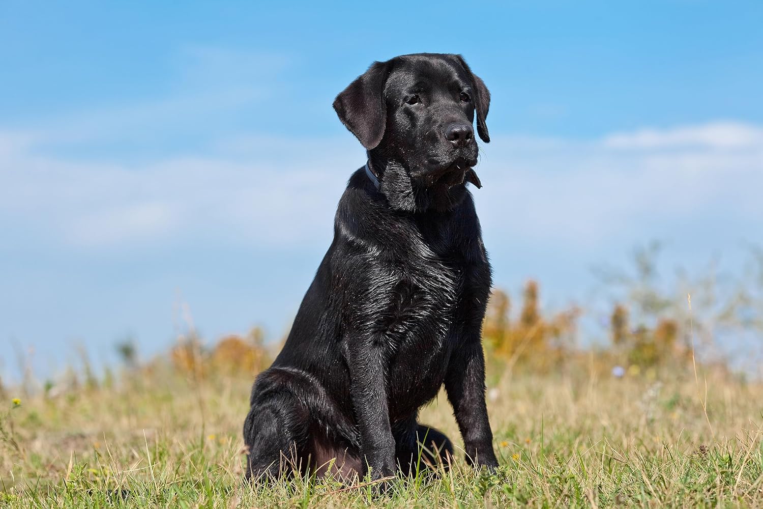 Life Balance Dog Tabs - görsel 3