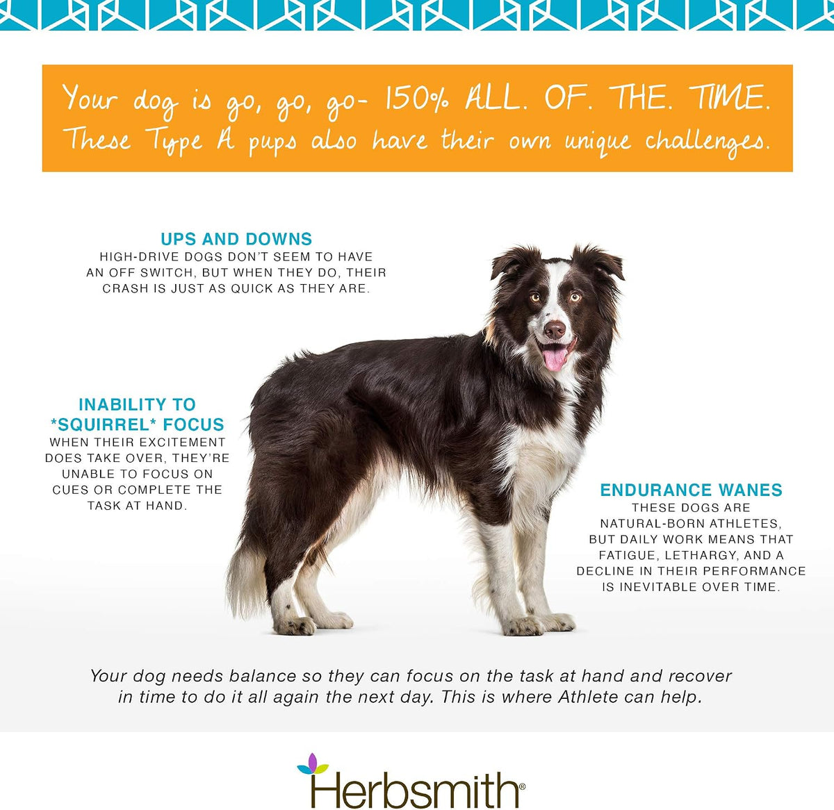 Herbsmith Athlete – Canine Endurance Supplement for Working and Agility Dogs (75g Powder) - görsel 5